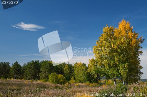 Image of Autumn forest