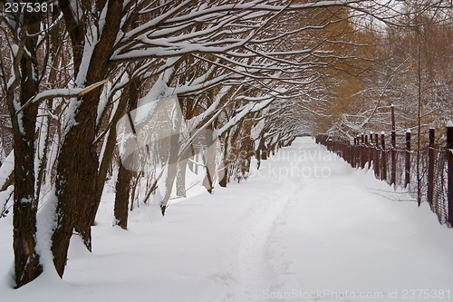 Image of Avenue of trees