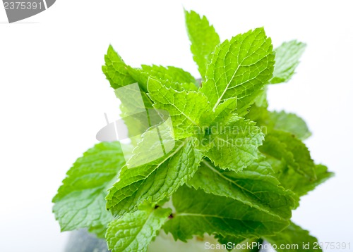 Image of Fresh mint leaves