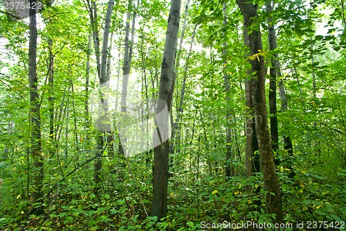 Image of Forest landscape