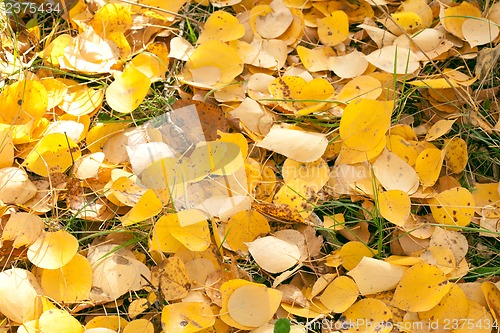 Image of Autumn leaves