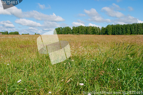 Image of Summer landscape