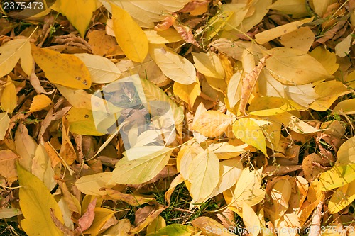 Image of Autumn leaves