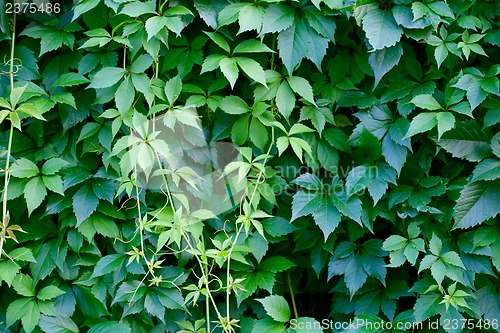 Image of Hedgerow