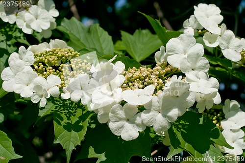 Image of White flowers Viburnum