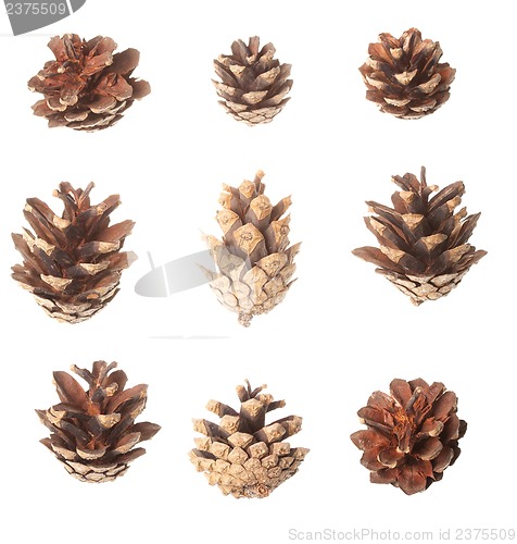 Image of Set of pine cones