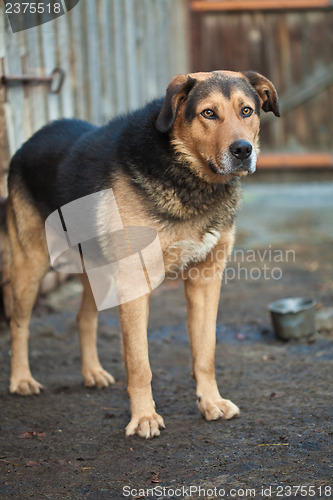 Image of Large guard dog