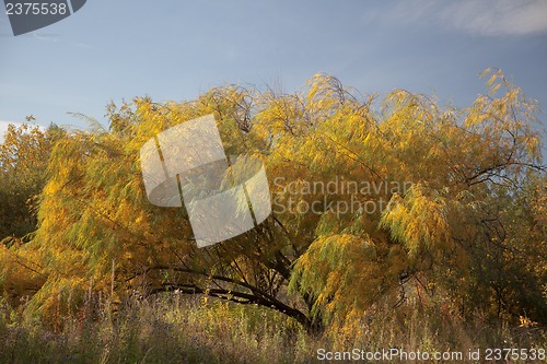 Image of Autumn landscape