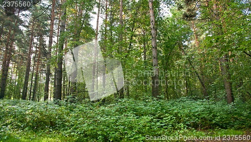 Image of Forest landscape