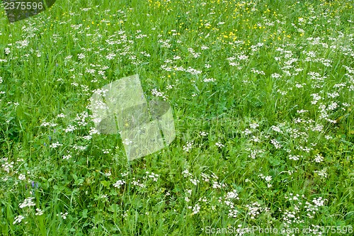 Image of Grass and wildflowers