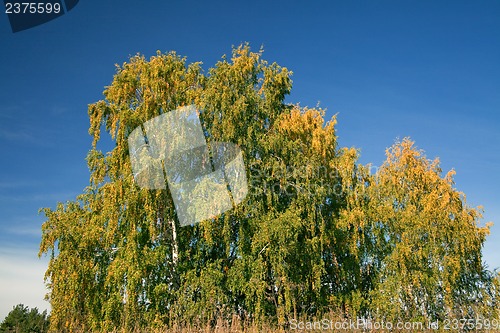 Image of Autumn forest