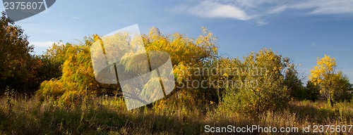 Image of Willow leaves in autumn