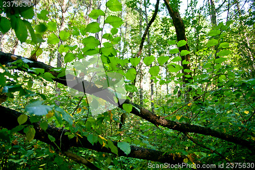 Image of Forest landscape