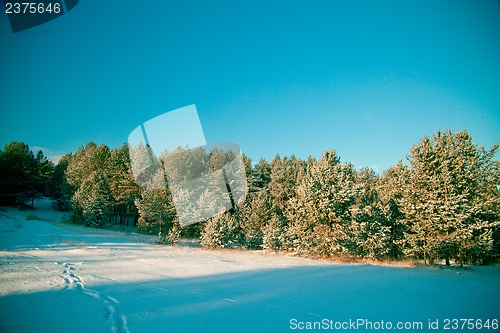 Image of Winter landscape