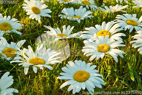 Image of White daisies