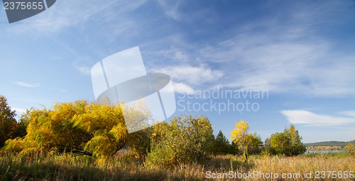 Image of Willow leaves in autumn