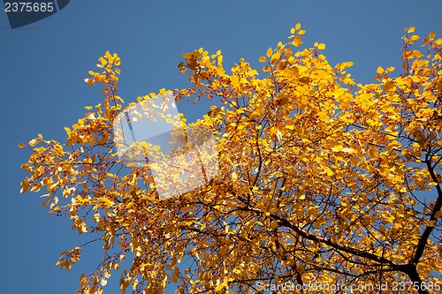 Image of Bright autumn foliage