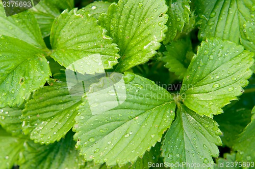 Image of Strawberry leaves