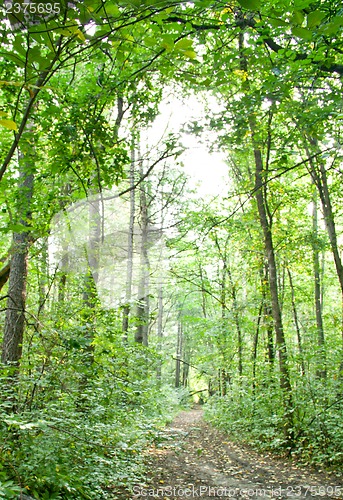 Image of Forest landscape