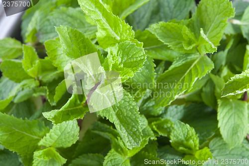 Image of Fresh mint leaves