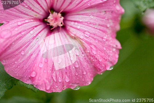 Image of Pink flower
