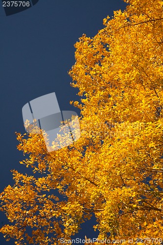 Image of Bright autumn foliage