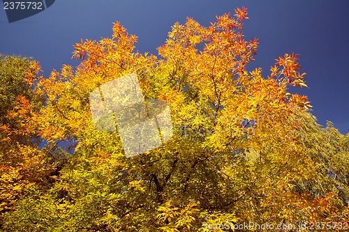 Image of Bright autumn foliage