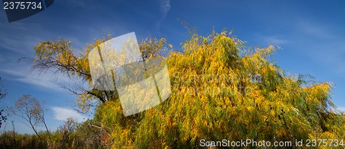 Image of Willow leaves in autumn