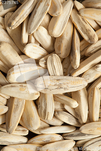 Image of Sunflower seeds closeup