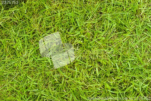 Image of Texture of grass