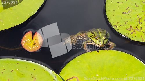 Image of Common Frog (Rana temporaria) 