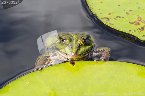 Image of Common Frog (Rana temporaria) 