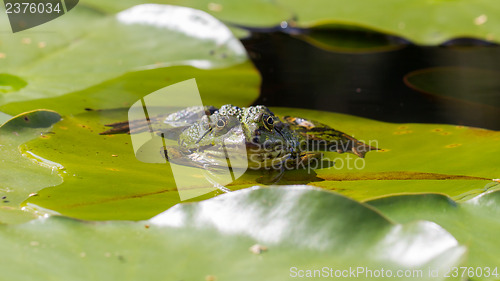 Image of Common Frog (Rana temporaria) 