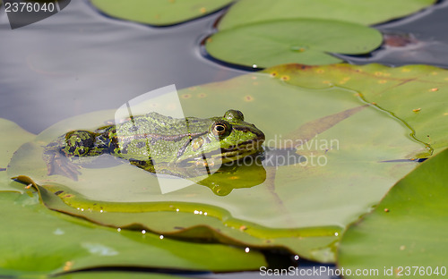 Image of Common Frog (Rana temporaria) 