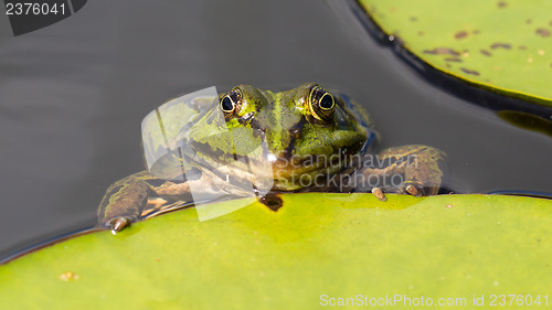 Image of Common Frog (Rana temporaria) 