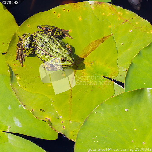 Image of Common Frog (Rana temporaria) 