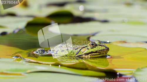 Image of Common Frog (Rana temporaria) 