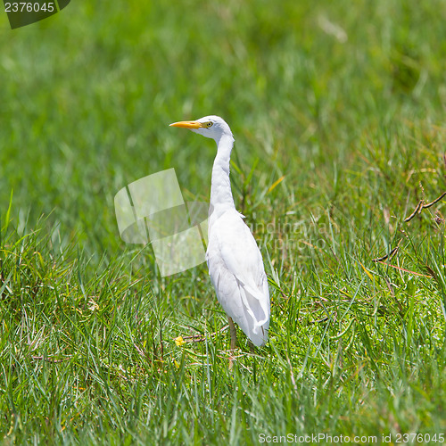 Image of Great Egret (Ardea alba modesta)