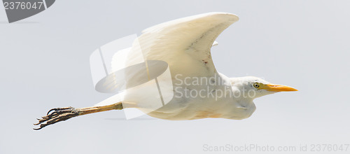 Image of Great Egret (Ardea alba modesta)