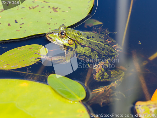 Image of Common Frog (Rana temporaria) 