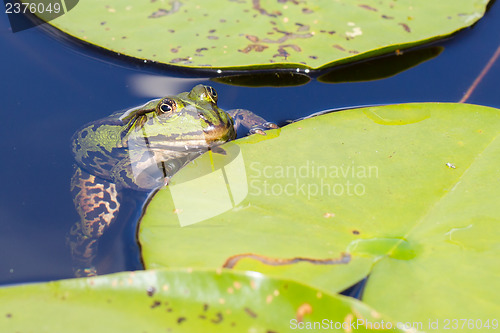 Image of Common Frog (Rana temporaria) 