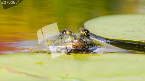 Image of Common Frog (Rana temporaria) 