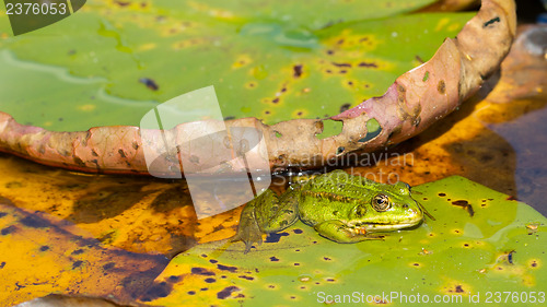 Image of Common Frog (Rana temporaria) 