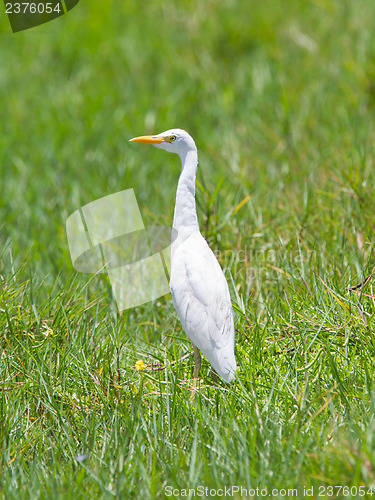 Image of Great Egret (Ardea alba modesta)