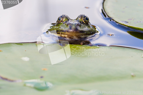 Image of Common Frog (Rana temporaria) 