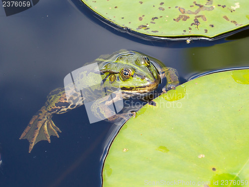 Image of Common Frog (Rana temporaria) 