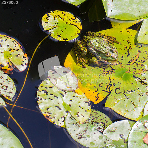 Image of Common Frog (Rana temporaria) 