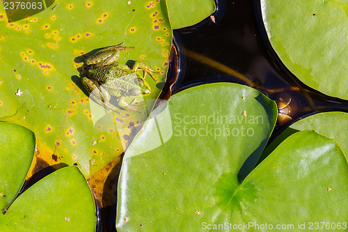 Image of Common Frog (Rana temporaria) 