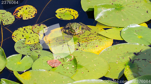 Image of Common Frog (Rana temporaria) 