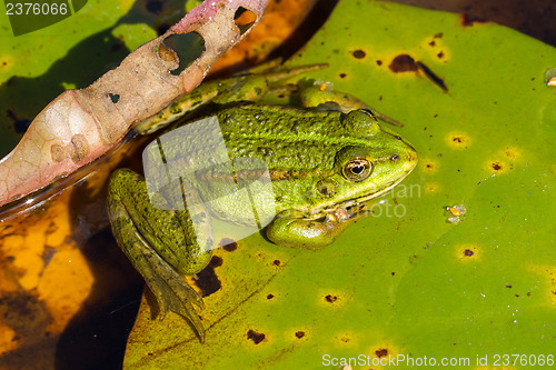Image of Common Frog (Rana temporaria) 